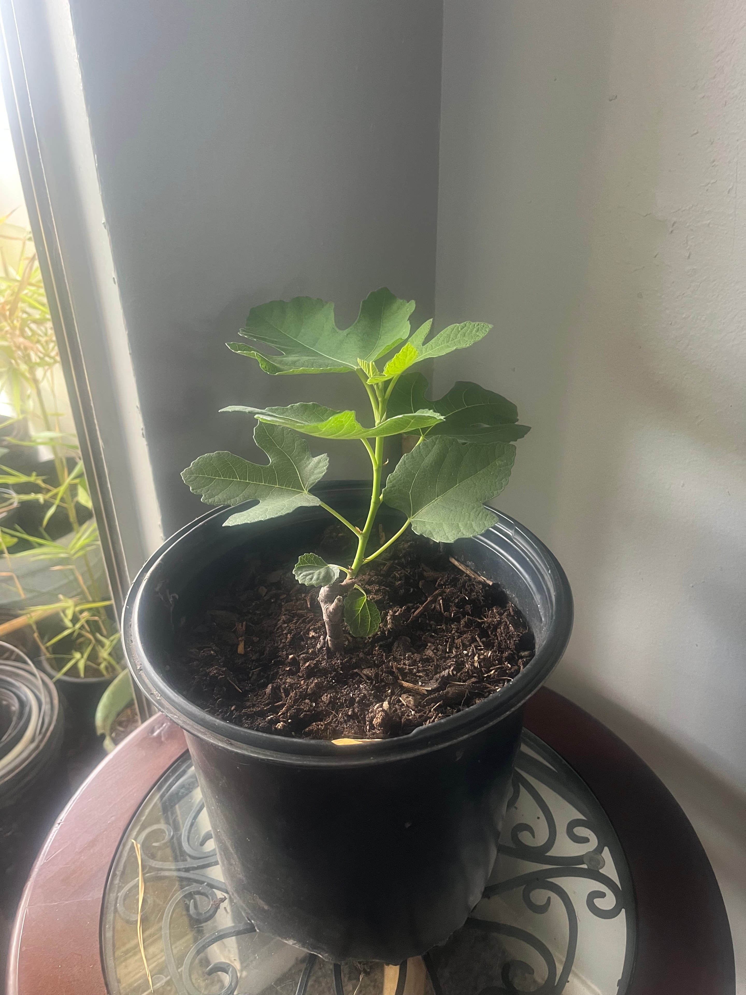 Fig tree in nursery pot