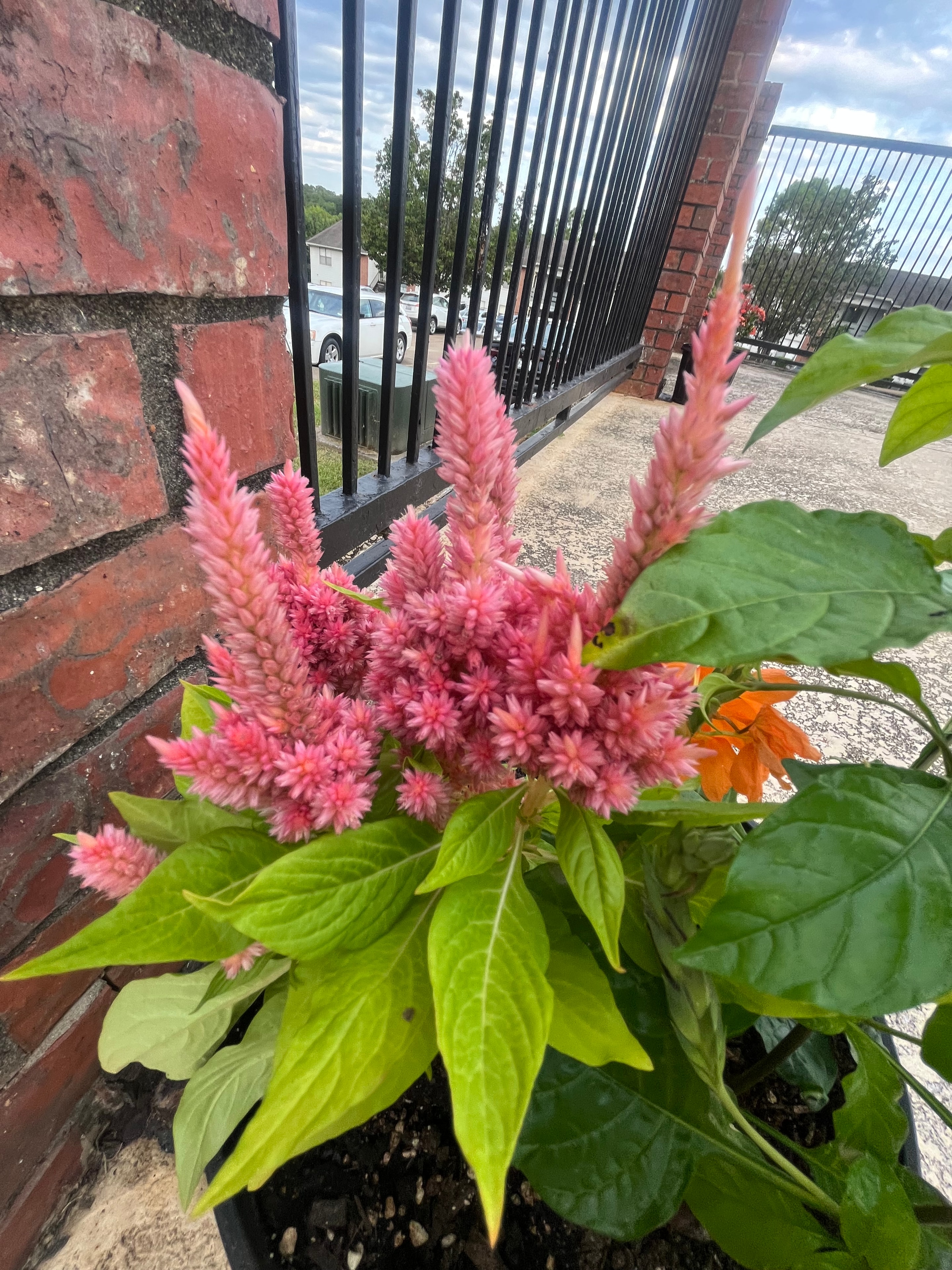 Celosia woolflower in vibrant bloom