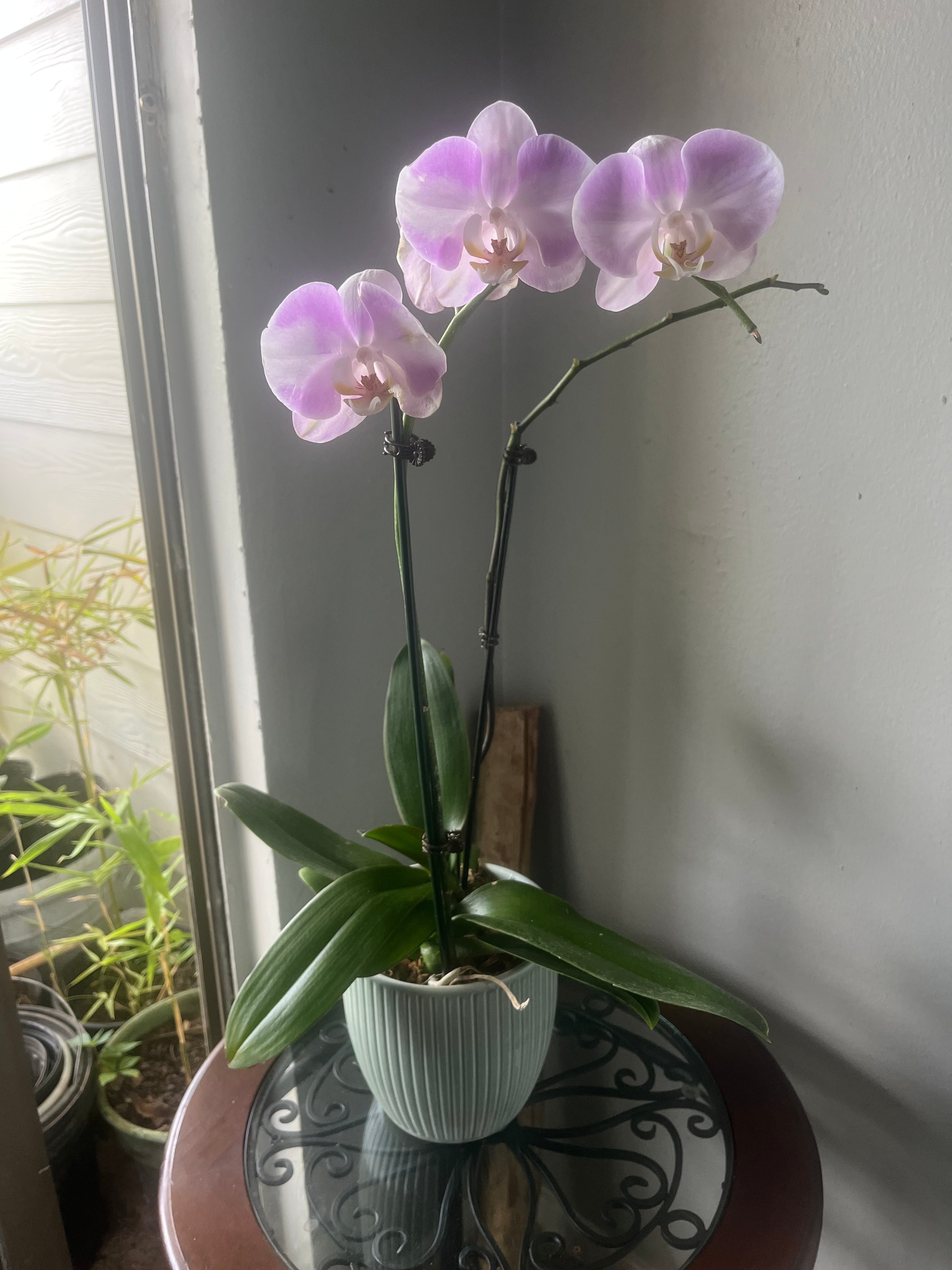 White Orchid