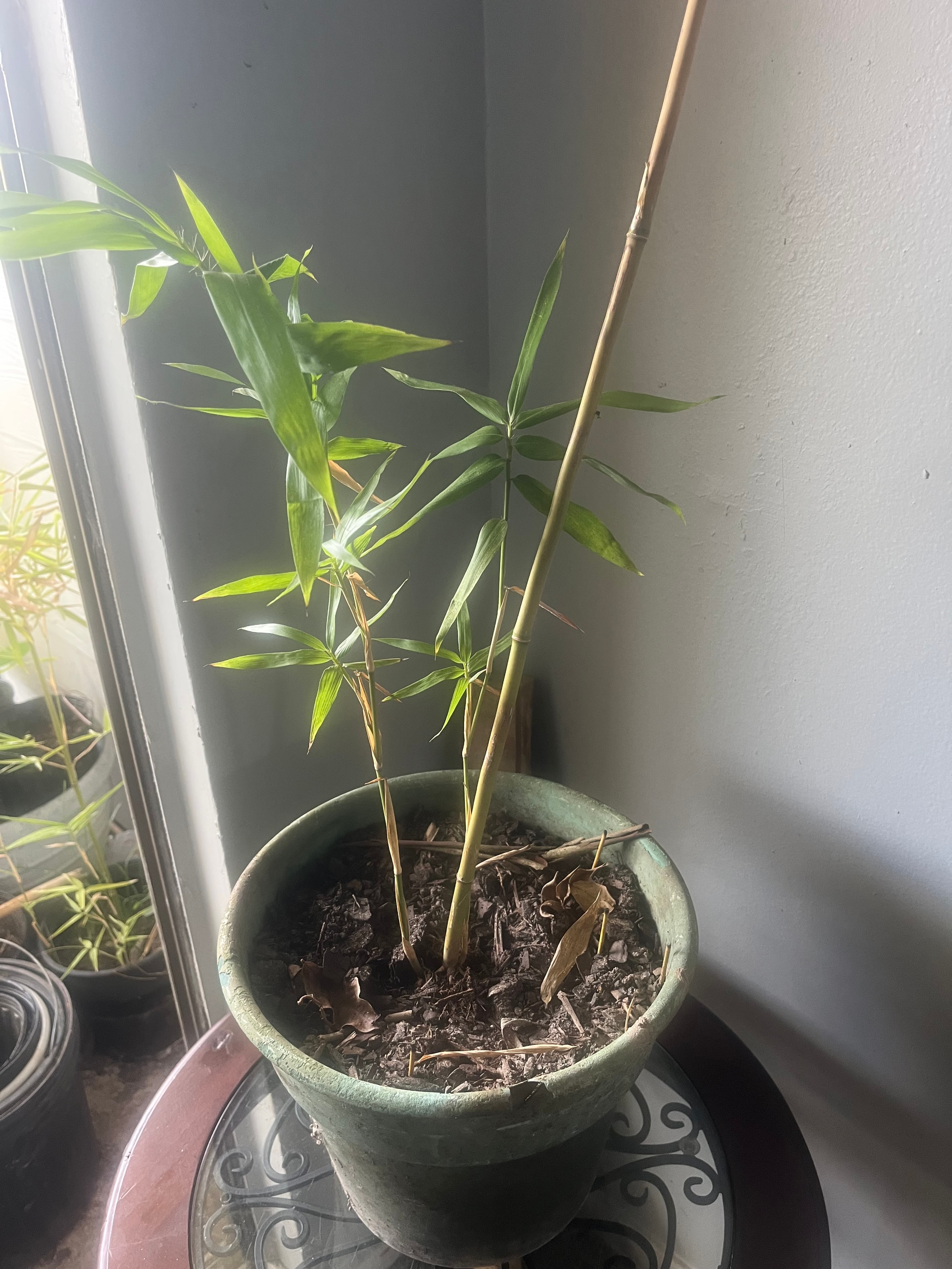 Potted Bamboo