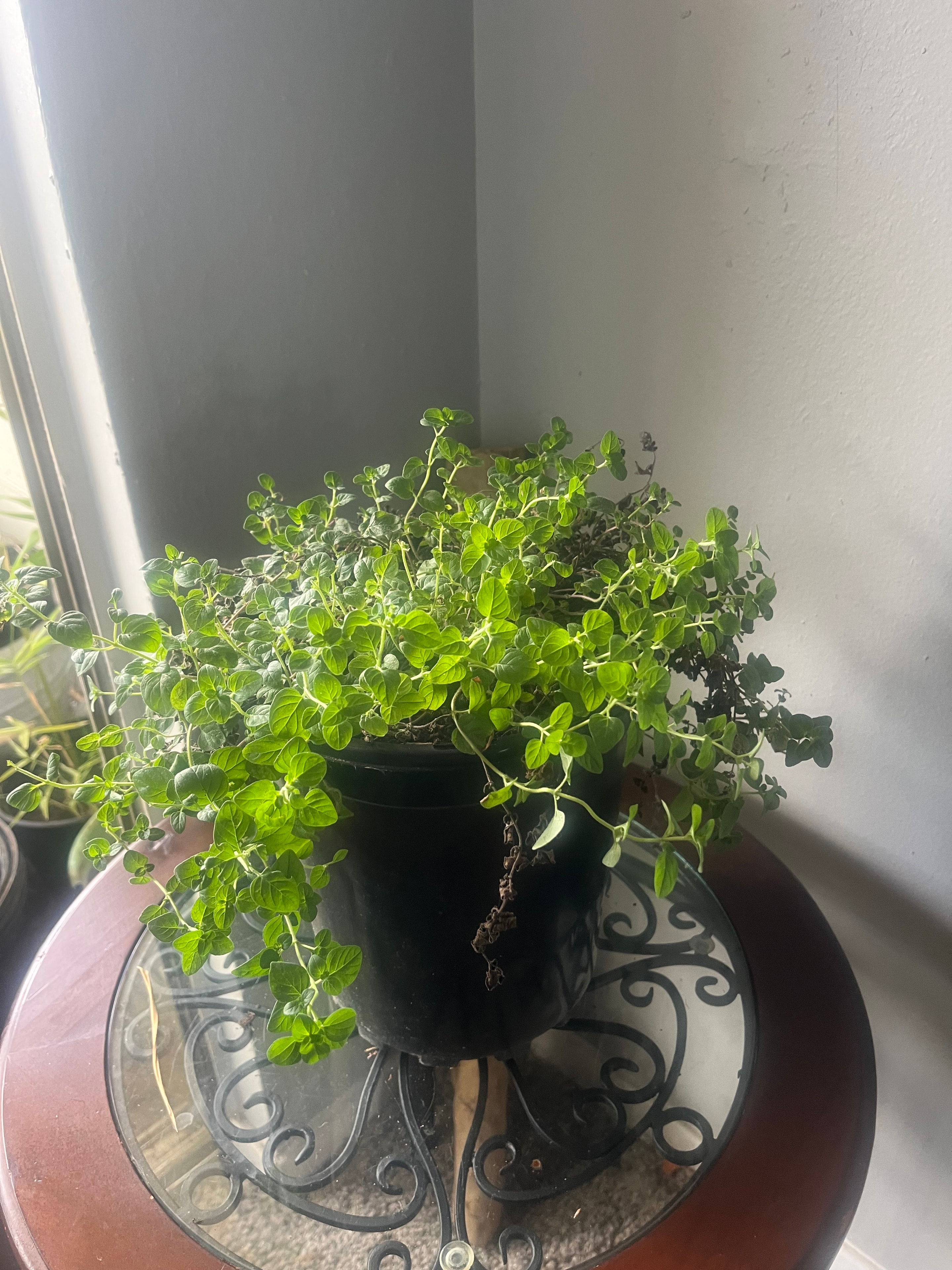 Oregano